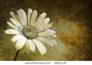 white-daisy-in-the-sky-aged-59621140-thumbnail
