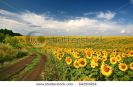 summer-landscape-with-a-field-of-sunflowers-thumbnail