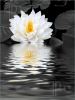 white-lily-beauty-597178-thumbnail