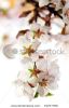 macro-of-pink-cherry-blossoms-isolated-on-white-background-15277396-thumbnail