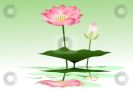 100443345-beautiful-lotus-thumbnail