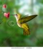 hummingbird-1319832-thumbnail