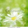 background-spring-flowers-daisy-and-grass-with-sunlight-thumbnail