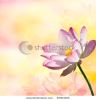 beautiful-pink-lotus-background-thumbnail
