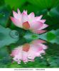 beautiful-lotus-with-water-reflection-59214664-thumbnail