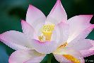 beautiful-pink-lotus-thumb9931994-thumbnail