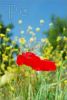 red-poppies-1430352-thumbnail