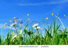 beautiful-spring-flowers-1418051-thumbnail
