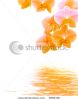 orange-and-purple-orchid-reflects-in-water-thumbnail