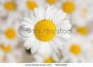 beautiful-background-of-fresh-flowers-photographed-in-the-studio-thumbnail