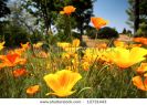 beautiful-poppies-california-s-official-flower-12731443-thumbnail