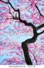 cherry-blossoms-1550706-thumbnail