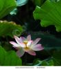 lotus-flower-blooming-21459244-thumbnail