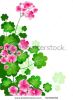 geranium-with-space-for-text-thumbnail