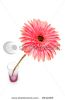 gerber-daisy-isolated-on-the-white-background-thumbnail