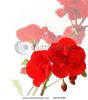 red-geraniums-on-a-white-background-thumbnail