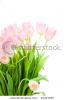 tulips-isolated-on-white-background-54433039-thumbnail