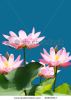 lotus-25607617-thumbnail