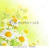 beautiful-watercolor-chamomiles-thumbnail