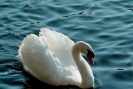 swan-thumbnail