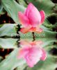 reflection-of-beautiful-pink-lotus-thumbnail