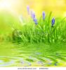 purple-flowers-reflected-in-rendered-water-thumbnail