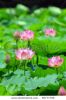 beautiful-lotus-55777756-thumbnail