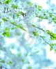 beautiful-spring-tree-flowers-thumb13173780-thumbnail