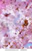 blossoming-cherry-tree-thumbnail