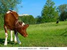 calf-brown-white-colour-grazes-on-glade-in-hot-year-day-65975248-thumbnail