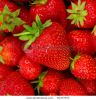fresh-ripe-perfect-strawberry-food-frame-background-61377571-thumbnail