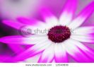 beautiful-garden-of-colorful-flowers-in-spring-keukenhof-the-netherlands-12540838-thumbnail