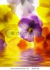 close-up-of-colourful-viola-tricolor-against-white-background-8413741-thumbnail