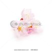 cherry-blossom-flower-isolated-on-white-69648523-thumbnail