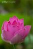 lotus-flower-in-blossom-close-up-102410466-thumbnail