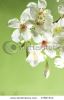 aleurites-montana-flower-with-green-background-color-37857313-thumbnail